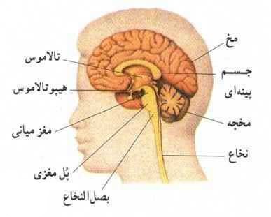 دانلود کتاب آناتومی مغز